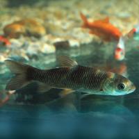 2N6B6387-1 2N6B6387-1