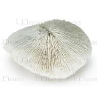 UDecoDiskCoral1 UDecoDiskCoral1