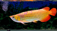 Арована золотая краснохвостая (Red Tail Ruby Golden Arowana)