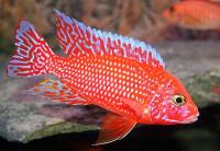 Аулонокара земляничная (Aulonocara sp.) L (10-11 см)