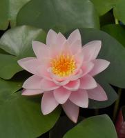 Водяная лилия (Нимфея)-Nymphaea Chubby-розовый цветок