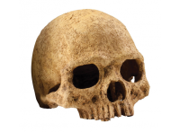 Декор череп примата для террариума