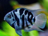 Попугай синий тигровый (Hybrid cichlid) S