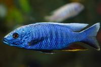 Хаплохромис васильковый (Sciaenochromis ahli) XXL (11-12 см)