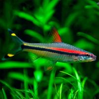Барбус Денисона (Puntius denisonii) L 