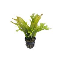 Microsorium-pteropus-Thor's-hammer