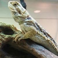 PogonavitticepsL PogonavitticepsL