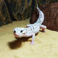 EublepharisangramainyuL EublepharisangramainyuL