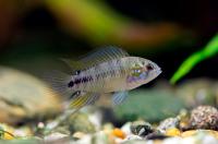 Апистограмма Борелли (Apistogramma borellii) S (2 - 3 см)