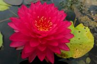 Водяная лилия (Нимфея)-Nymphaea Warinda розовый цветок