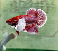 Петушок слоновье ухо самка (Betta splendens)  