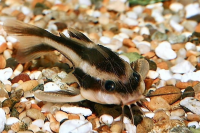 Сом Платидорас полосатый (Platydoras costatus) S (2,5-3,5 см)