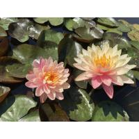 Водяная лилия (Нимфея)-Nymphaea Pan Mongkol, желто-розовый цветок