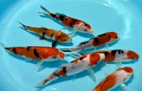 Карп кои шусуи (Cyprinus carpio Shusui) S