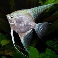 Скалярия платиновая (Pterophyllum scalare) M