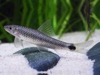 Водорослеед сетчатый "Бородоед" (Crossocheilus reticulatus)