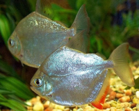 Метиннис "Серебряный доллар" (Metynnis hypsauchen) (10 и более см)