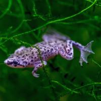 Лягушка карликовая аквариумная (Hymenochirus boettgeri), черная