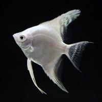 Скалярия платиновая (Pterophyllum scalare) S