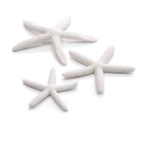 46134_prd_frei_fr_46134-biorb-seestern-set3-weiss-001_sall_aqu_v1_794101511263511 46134_prd_frei_fr_46134-biorb-seestern-set3-weiss-001_sall_aqu_v1_794101511263511