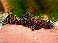 Сом Анциструс Rio Paraguay (Ancistrus sp) M