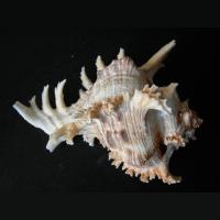 SE000005710 SE000005710