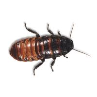 Tarakan_Madagaskarskiy_TR-44 Tarakan_Madagaskarskiy_TR-44