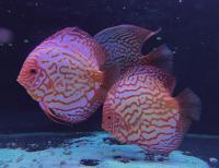 Дискус в ассортименте (Symphysodon aequifasciatus var.) XXL (10-11 см)