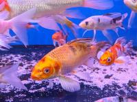 Карп кои вуалевый в ассортименте (Cyprinus carpio) M (13-18 см) 