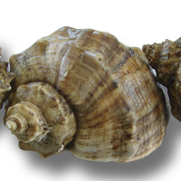 ЦО000026578 ЦО000026578