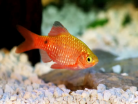 Барбус огненный (Pethia conchonius) L (5-7 см)