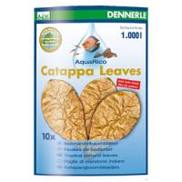 CatappaLeaves8 CatappaLeaves8