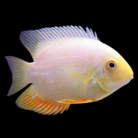 Цихлазома северум золотой (Heros severus var.) (5-7 см)