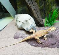 PogonavitticepsM PogonavitticepsM