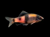 Барбус дынный (Puntius fasciatus) 