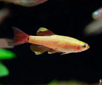 Кардинал золотой (Tanichthys albonubes) M (2-2,7 см)