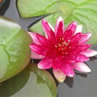 Nymphaea-Red-Spider