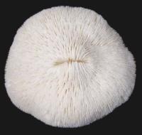 SE000007273 SE000007273