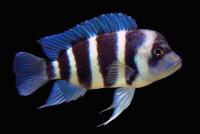 Цифотиляпия фронтоза (Cyphotilapia frontosa) M