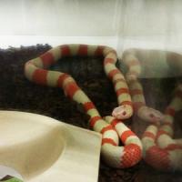 AlbinoyellowLampropeltistriangulumhondurensisvarAlbinoyelloM AlbinoyellowLampropeltistriangulumhondurensisvarAlbinoyelloM