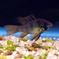 Апистограмма рамирези черная (Microgeophagus ramirezi var. Black)