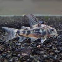 Сомик Коридорас крапчатый (Corydoras paleatus) XL (4,5-6 см)