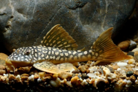 Сом Скобианциструс Ауреатис L014 (Scobinancistrus aureatus) 