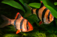 Барбус суматранский оранжевый "гло фиш"(Systomus tetrazona) 