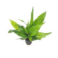 Bolbitis-heteroclita