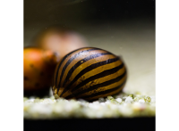 Кормушка для рыб Velda Fish Feeder Easy