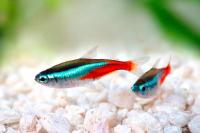 Неон голубой  (Paracheirodon innesi) M