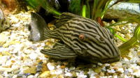 Сом Панак чернолинейный (Panaque nigrolineatus) XXL (25-30 см)