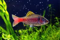 Барбус алый (Pethia ticto) M (3-4 см)
