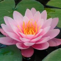 Mdm-Wilfron-Gonnere Mdm-Wilfron-Gonnere